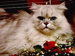 Gatti (33)